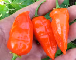 Aji Benito