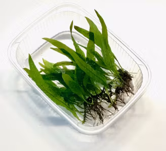 Microsorum ´petite´