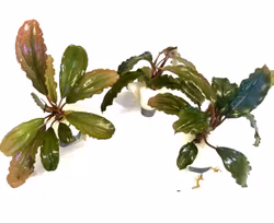 Bucephalandra Super Blue
