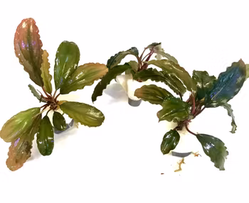 Bucephalandra Super Blue