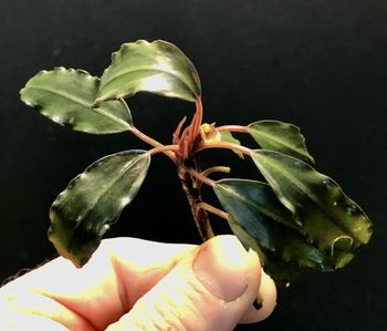 Bucephalandra Red Purple
