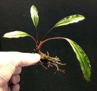 Bucephalandra Chimaera
