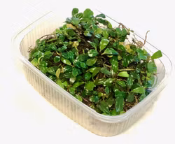 Bucephalandra Brownie Blue