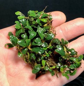 Bucephalandra Brownie Blue