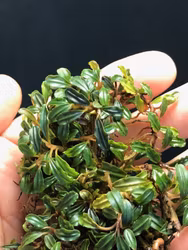 Bucephalandra Brownie amanda