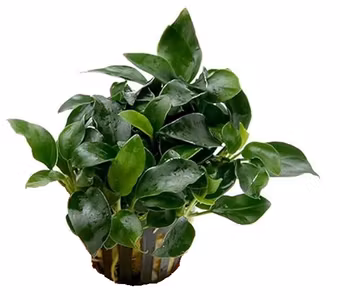 Anubias Barteri Dark Angel