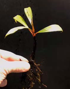 Bucephalandra Goliath