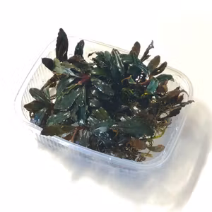 Bucephalandra Kedagang Mini