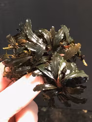 Bucephalandra Kedagang