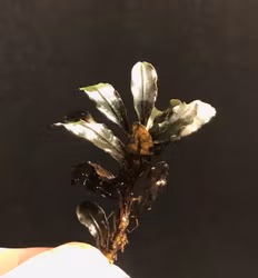 Bucephalandra Kedagang