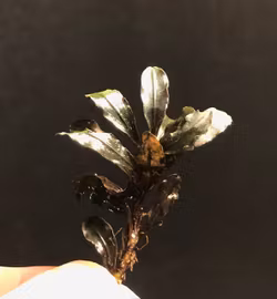 Bucephalandra Kedagang