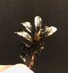 Bucephalandra Kedagang
