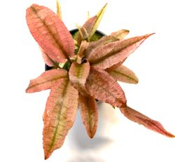 Cryptocoryne flamingo