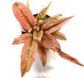 Cryptocoryne flamingo