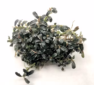 Bucephalandra Black Cherry