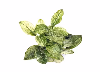 Anubias barteri var.nana ´Pinto´