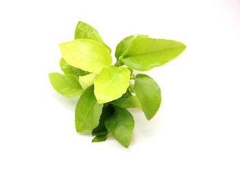 Anubias barteri var.nana ´Gold´