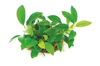 Anubias barteri var.nana 'Bonsai'