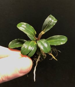 Bucephalandra Deep Blue