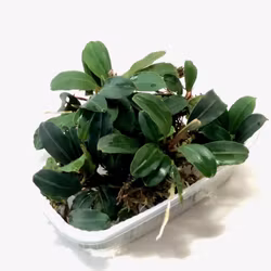 Bucephalandra Deep Blue