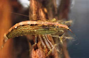 Brun solfjäderräka, Atyopsis moluccensis