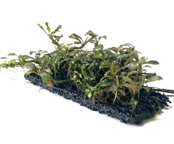 Bucephalandra Deep Purple