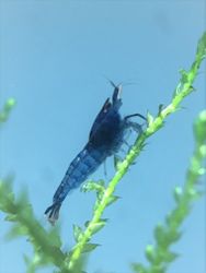 Blue Diamond, Neocaridina davidi.