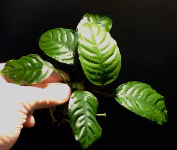 Anubias barteri var. 'Coffeifolia'