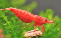 Körsbärsräka Röd, Neocaridina davidi.