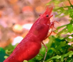 Körsbärsräka Röd, Neocaridina davidi.