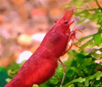 Körsbärsräka Röd, Neocaridina davidi.