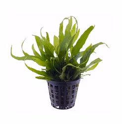 Microsorum ´mini´