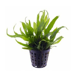 Microsorum ´mini´