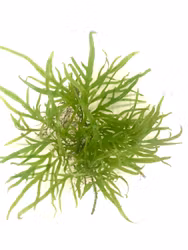 Microsorum pteropus ´trident´