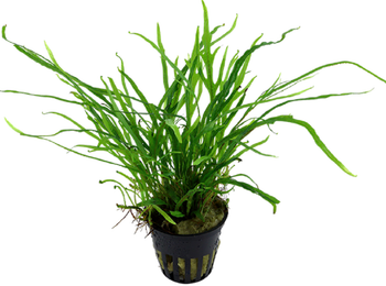 Microsorum pteropus ´trident´
