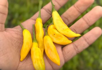 Aji Pineaple (Capsicum baccatum)