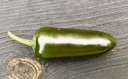 Jalapeno (Capsicum annum)