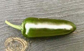 Jalapeno (Capsicum annum)