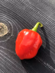 Caribean Red