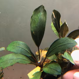 Bucephalandra Maharani