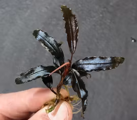 Bucephalandra Silver powder