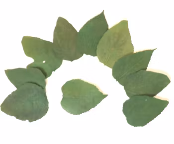 Mullbärs löv