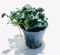Anubias barteri var. nana 'Kirin Mini'