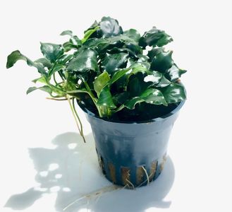 Anubias barteri var. nana 'Kirin Mini'
