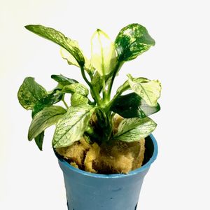 Anubias barteri var.nana ´Pinto´