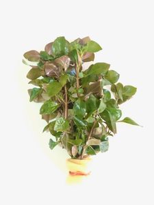 Ludwigia repens