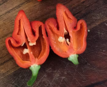 Carolina Reaper (Capsicum chinense)