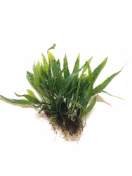 Microsorum pteropus