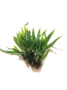 Microsorum pteropus