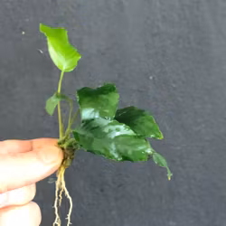 Anubias barteri var. 'Wrinkle leaf'